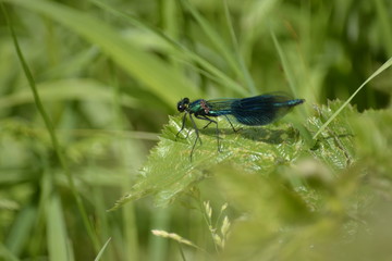 dragonfly on green leaf