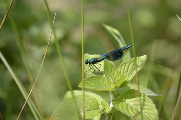 dragonfly on leaf