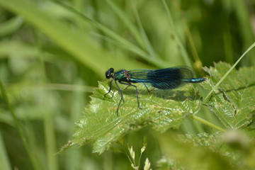dragonfly on a blade of grass