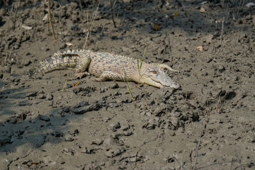 A small crocodile in the mud on the shore in Sundarbans in India