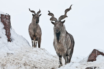 Mountain goats (Markhor) among the snow and rocky ledges against the white sky - 245164975