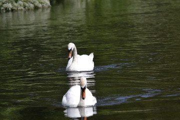 two swans on the lake