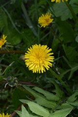 dandelion in grass
