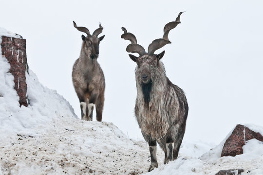 Mountain goats (Markhor) among the snow and rocky ledges against the white sky