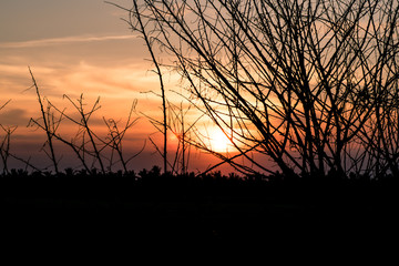 Dry Tree With No Leaves in Winter against orange sunset sunrise sky beautiful Landscape background