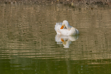 White goose reflected in water