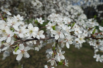 Cherry plum branches with lots of flowers in spring
