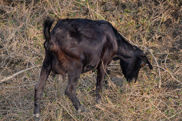 Black goat eating dry grass