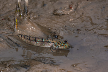 Bright mudskipper in a puddle