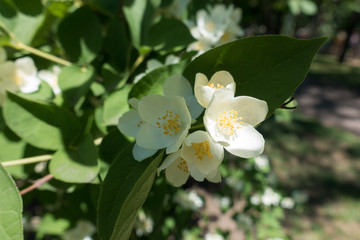 Four lobed white flowers of mock orange