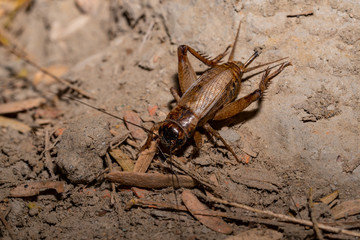 Cricket on the ground at night