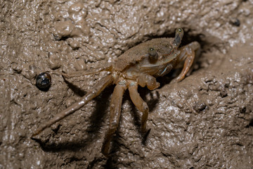 Crab hiding in a burrow in mangrove mud in Sundarbans in India