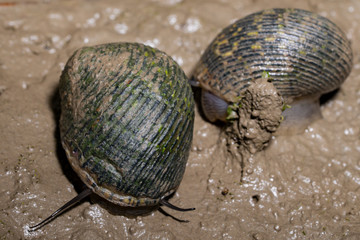 A pair of gastropods in the mangrove mud  in Sundarbans in India
