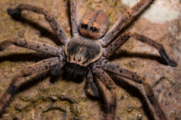 Spider close up in India