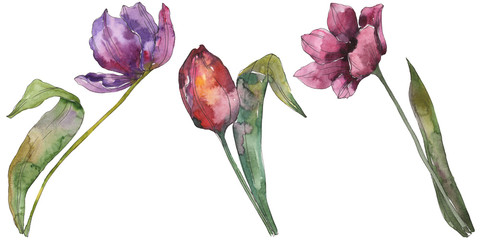 Purple tulip floral botanical flowers. Watercolor background illustration set. Isolated tulip...