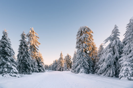 tief verschneiter Wald im Fichtelgebirge bei Sonnenaufgang