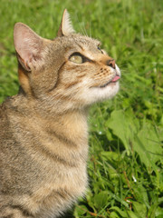 Naklejka na ściany i meble Cute fluffy brown bright green-eyed cat joking and pranks shows tongue and looks up