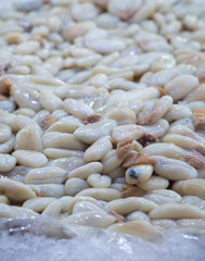 Huevas de sepia sobre hielo en el mercado