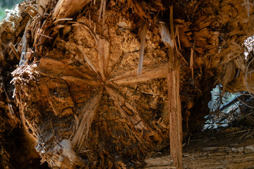 Durchgesaegter Baum im Sequoia Park, Kalifornien, USA