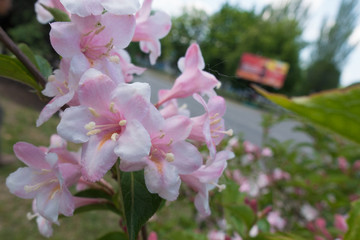 Closeup of pink flowers of Weigela florida