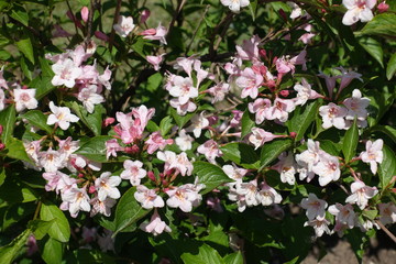 Fototapeta premium Lots of pink flowers of Weigela florida in spring
