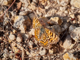 Butterfly Knapweed Fritillary (Melitaea phoebe) Sunbathing on the ground, near Almansa, Spain