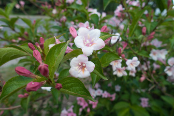 Weigela florida in bloom in mid May
