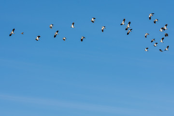 flock of birds flying in a clear blue sky. Natural background