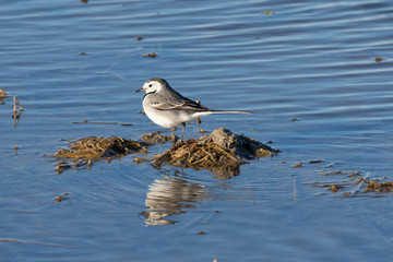 white wagtail (Motacilla alba) at sunset in a flooded rice field in the natural park of Albufera, Valencia, Spain. natural background and perfect water reflection