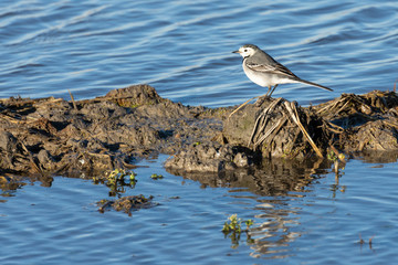white wagtail (Motacilla alba) at sunset in a flooded rice field in the natural park of Albufera, Valencia, Spain. perfect nature background and water reflection