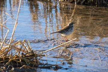 Bird at sunrise in a flooded rice field in the natural park of Albufera, Valencia, Spain. nature background and perfect water reflection