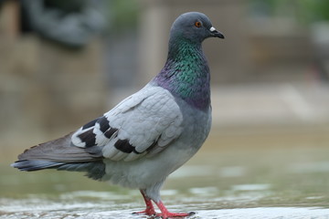 Pigeon standing looking away.Pigeon and the dove.Bird standing alone.