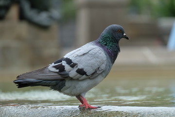 pigeon in the park