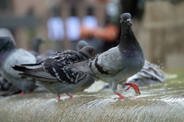 pigeons standing on the water 