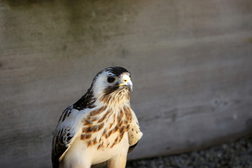 The birds of prey are an order of mostly carnivorous birds