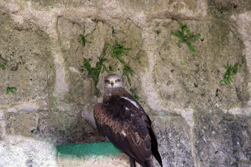 The birds of prey are an order of mostly carnivorous birds