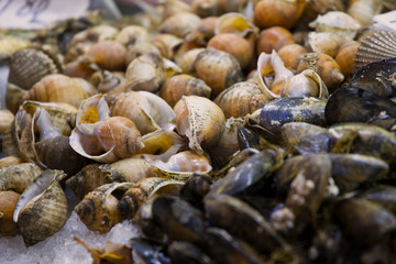 Caracoles de mar y mejillones sobre hielo en el mercado