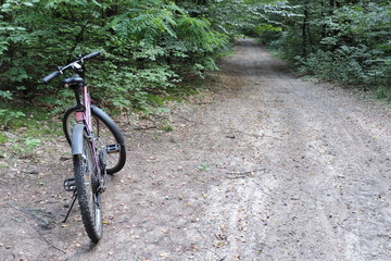 A moutain bike on a track in a forest - obrazy, fototapety, plakaty