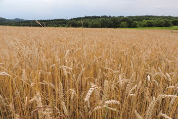 A field of ripe wheat and the forest in the background - obrazy, fototapety, plakaty