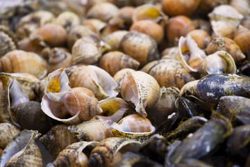 Caracoles de mar y mejillones sobre hielo en el mercado