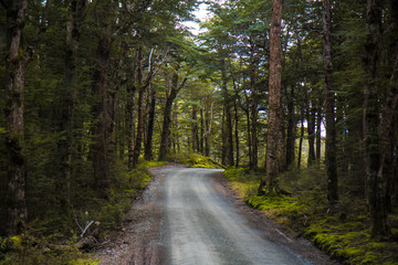 Fototapeta premium Road through Trees