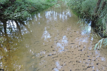 A view of a river with sandy bottom in a forest