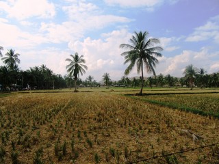 Fototapeta na wymiar Landschaft und Tiere in der Nähe von Hampi / Weltkulturerbe in Karnataka, Südindien