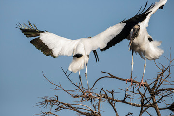 Dueling wood storks  (Mycteria americana) over nest
