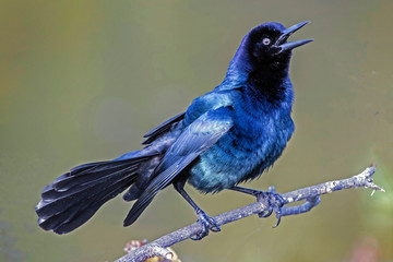  Boat tailed Grackle (QUISCALUS major) on branch