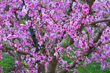 Flowering, Peach tree (Prunus persica), Fruiturisme, Tourism Experience, Aitona village, Baix Segre, Lleida, Catalonia, Spain, Europe