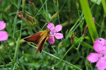 An orange butterfly on a pink carnation, the essex skipper, the small skipper - obrazy, fototapety, plakaty