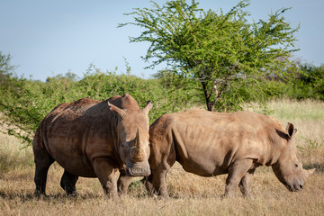 Obraz premium White rhinoceros or square-lipped rhinoceros (Ceratotherium simum). North West Province. South Africa
