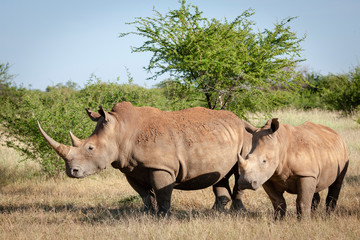 Fototapeta premium White rhinoceros or square-lipped rhinoceros (Ceratotherium simum). North West Province. South Africa