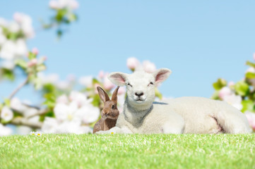 bunny and lamb on meadow in springtime